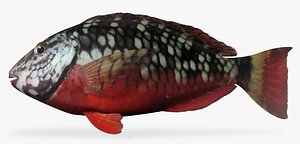 stoplight parrotfish fbx