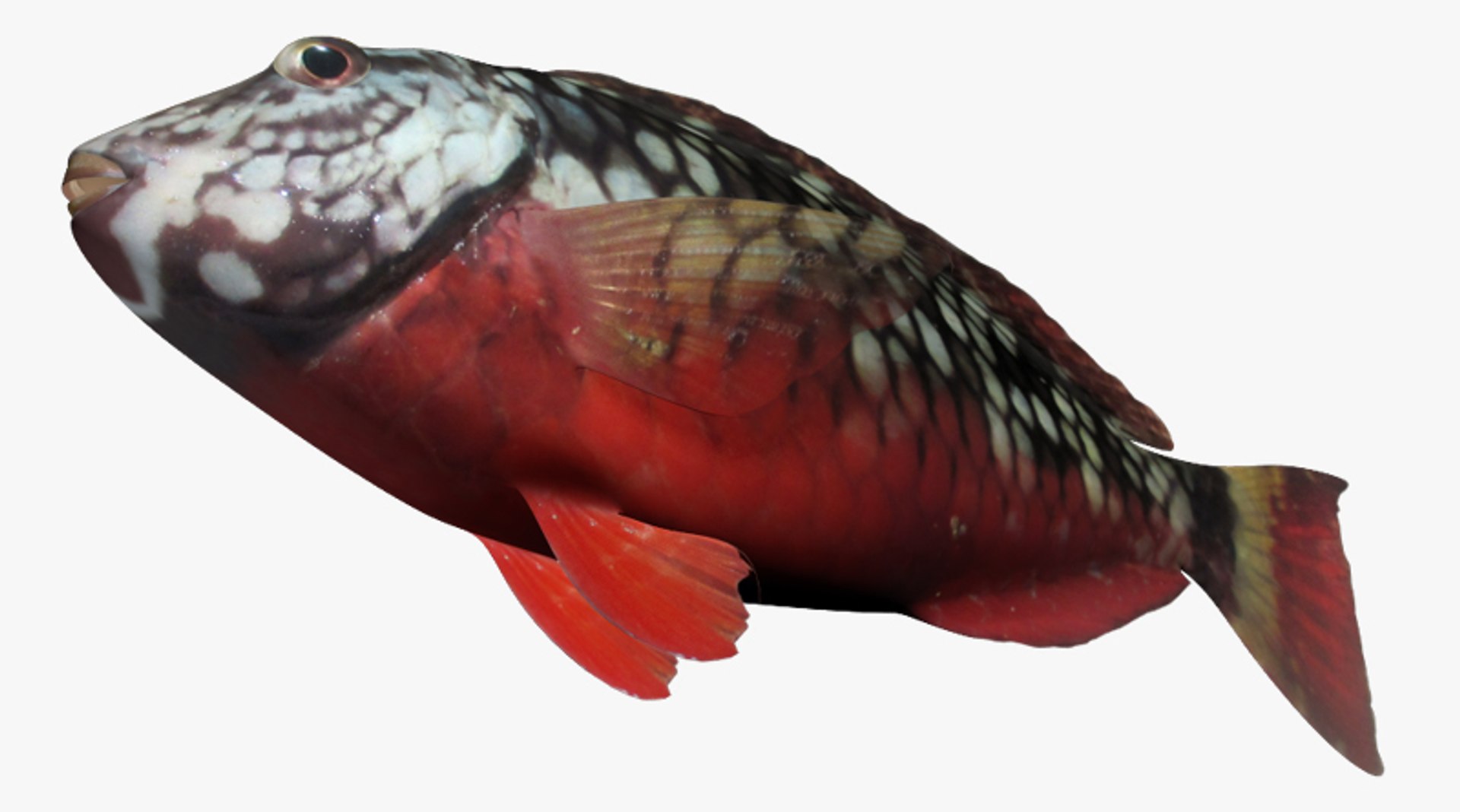 Stoplight Parrotfish Fbx
