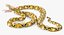 Yellow Python Snake Attack Pose