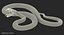 Yellow Python Snake Attack Pose