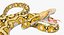 Yellow Python Snake Attack Pose