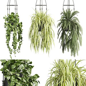 plant vol 715 - hanging - pothos - grass - fern 3D