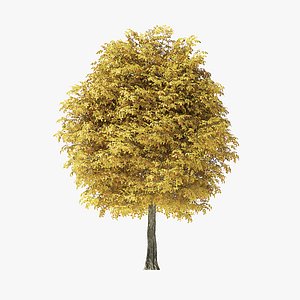 3D autumn rock elm tree model