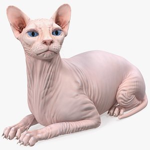 cream white sphynx cat 3D model