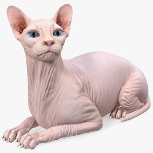Cream White Sphynx Cat Lying Pose
