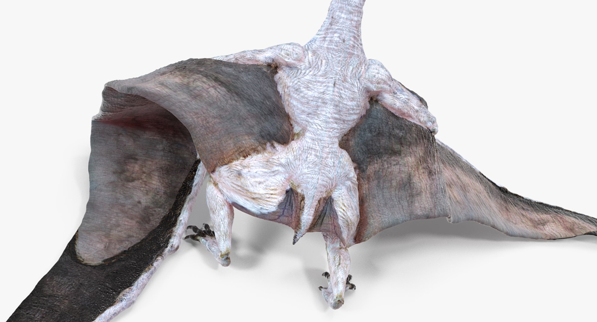 Pteranodon pterosaur white rigged 3D - TurboSquid 1479528