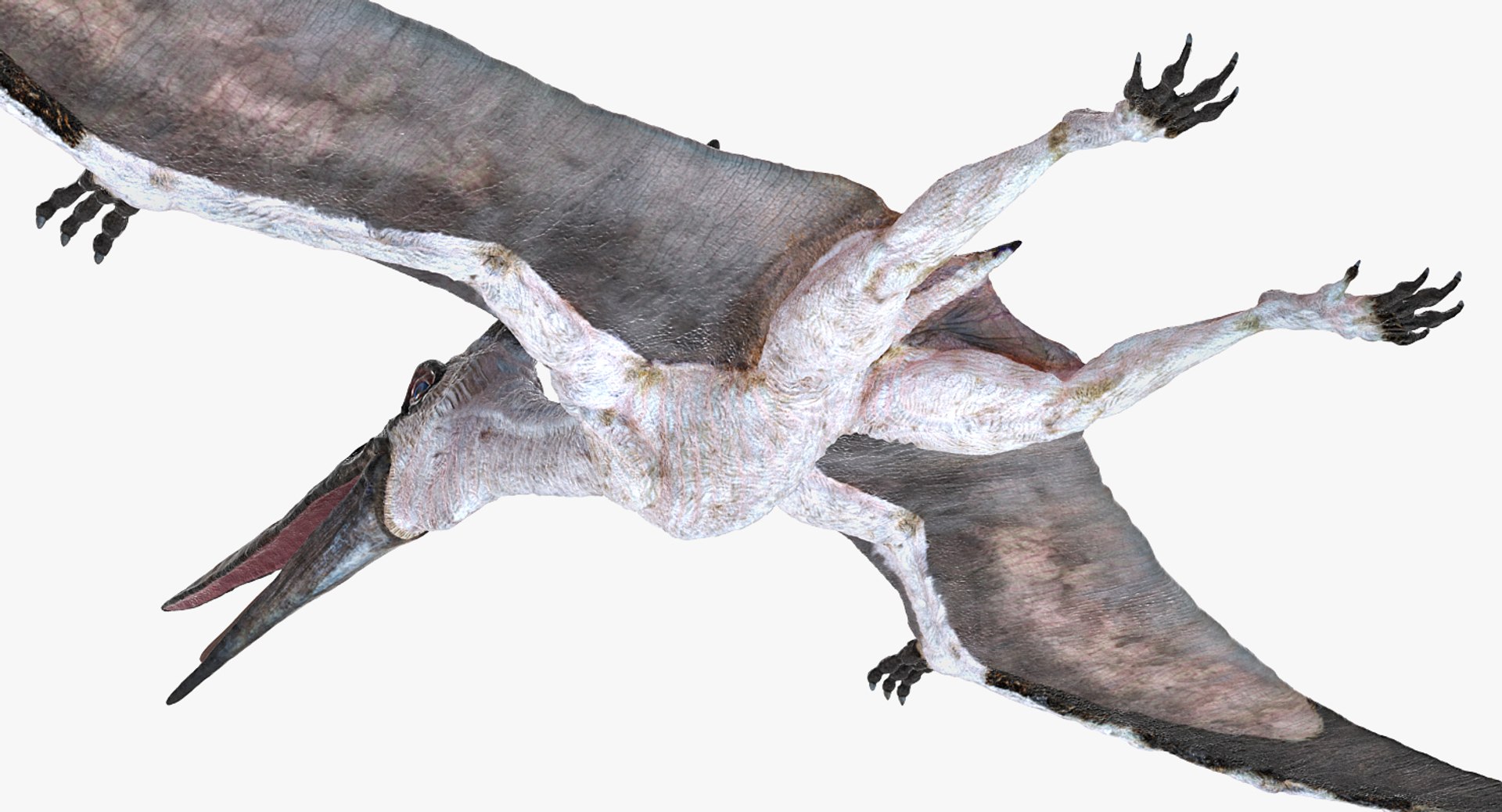 Pteranodon pterosaur white rigged 3D - TurboSquid 1479528