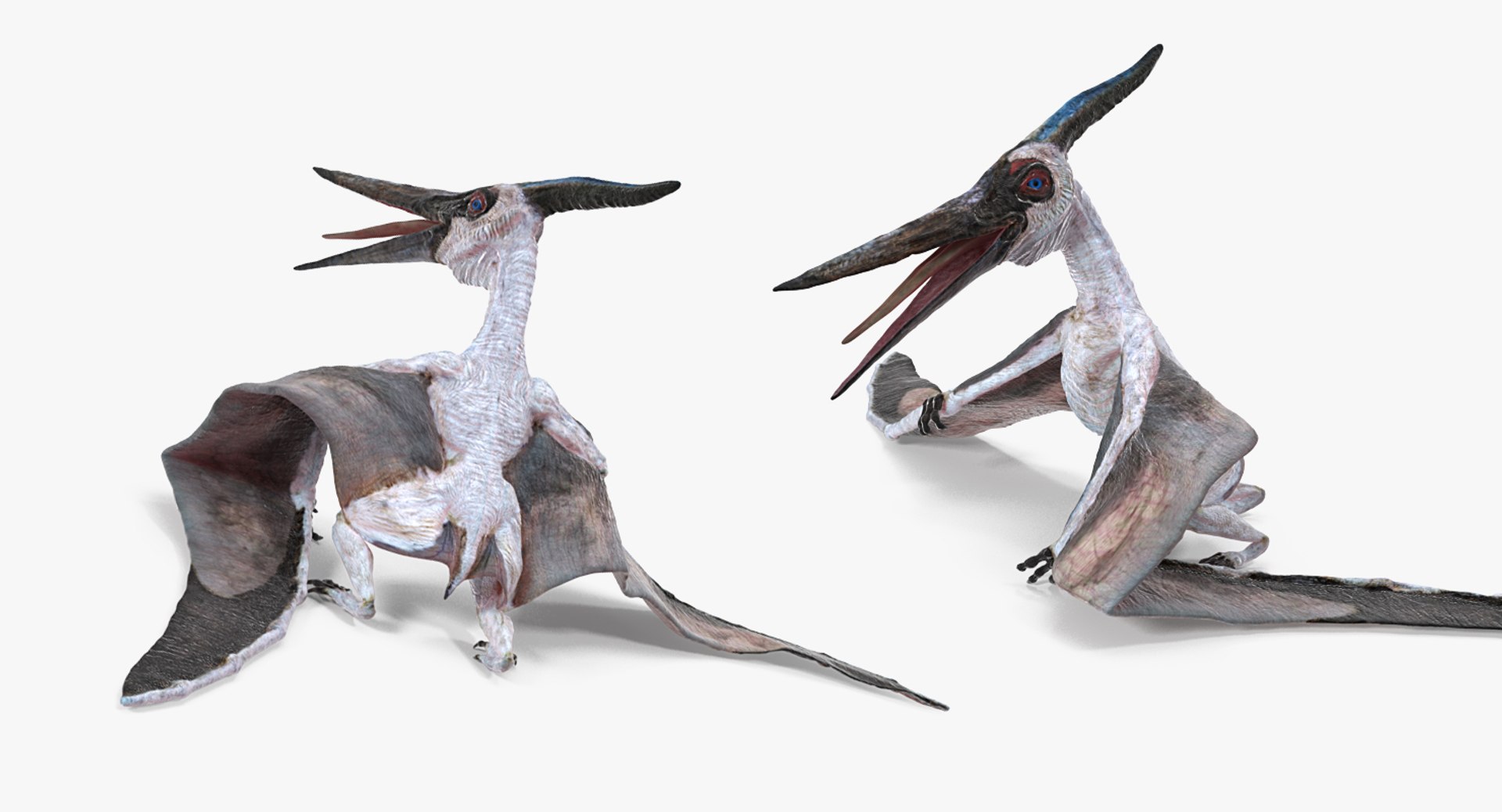 Pteranodon pterosaur white rigged 3D - TurboSquid 1479528