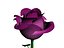 Rose Flower