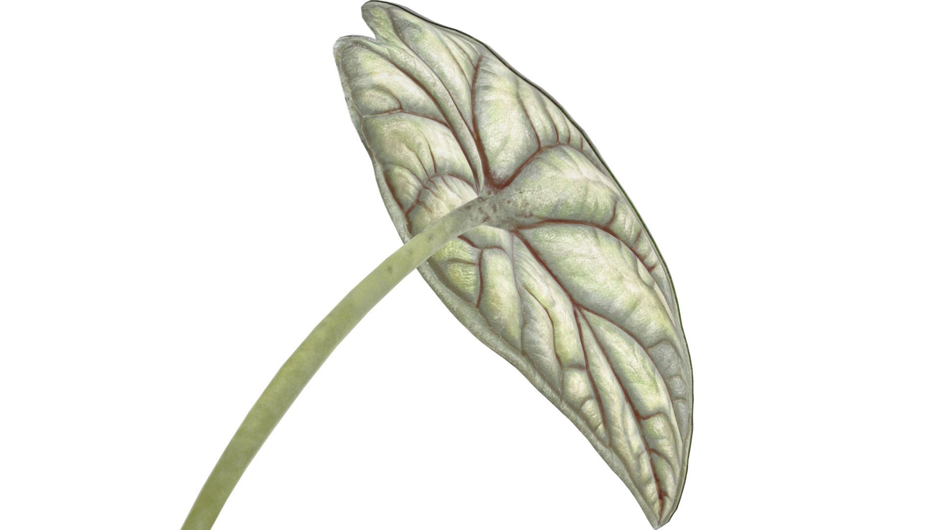 3D Alocasia leaves in glass https://p.turbosquid.com/ts-thumb/Cn/x0S4Wc/6Z/alok_preview05/jpg/1752353406/1920x1080/fit_q87/d69f4907637a433169a3ccd98c13bbdaf87b77ab/alok_preview05.jpg