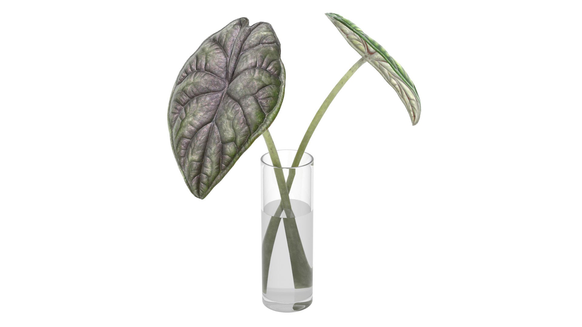 3D Alocasia leaves in glass https://p.turbosquid.com/ts-thumb/Cn/x0S4Wc/Hs/alok_preview01/jpg/1752353405/1920x1080/fit_q87/c74ec4dedb6f14b52014035053ee9bd90aeed4fd/alok_preview01.jpg