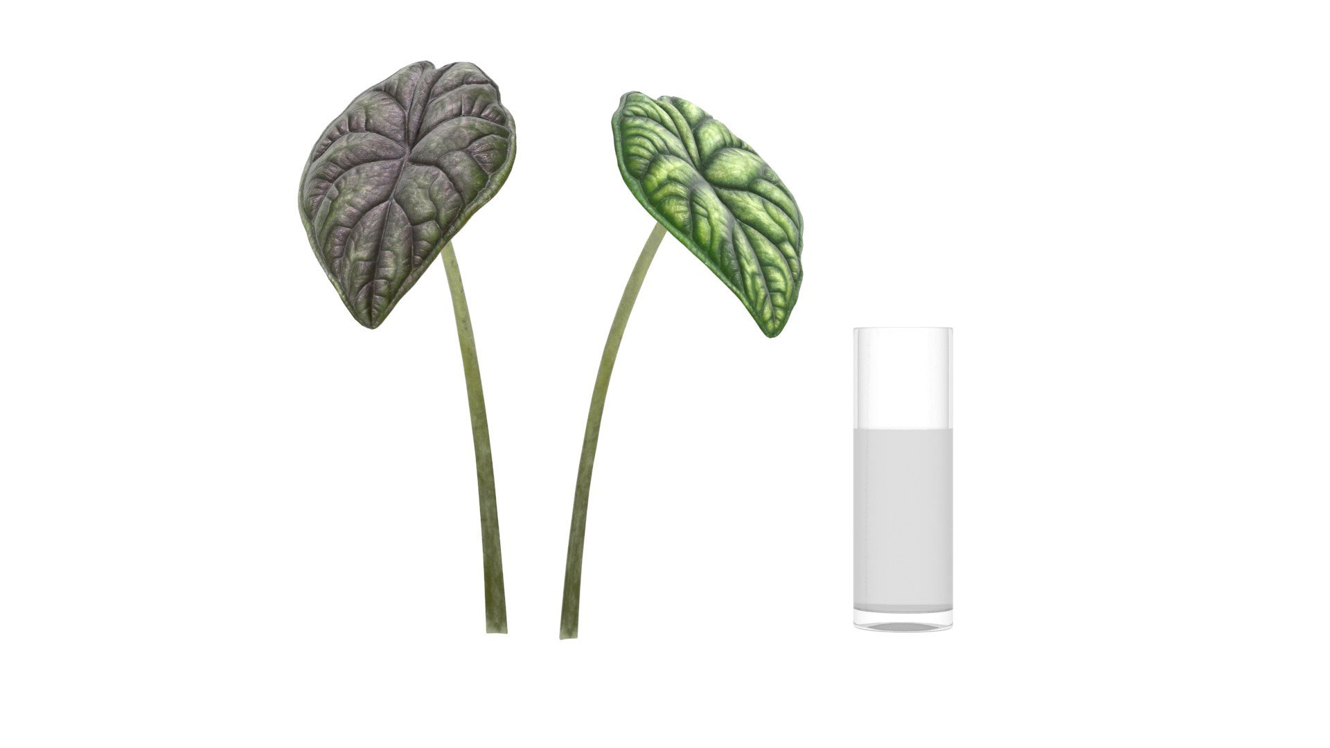 3D Alocasia leaves in glass https://p.turbosquid.com/ts-thumb/Cn/x0S4Wc/Kc/alok_preview04/jpg/1752353406/1920x1080/fit_q87/2a1fa2c9f03a2e79bd701809ef3621e025564f71/alok_preview04.jpg