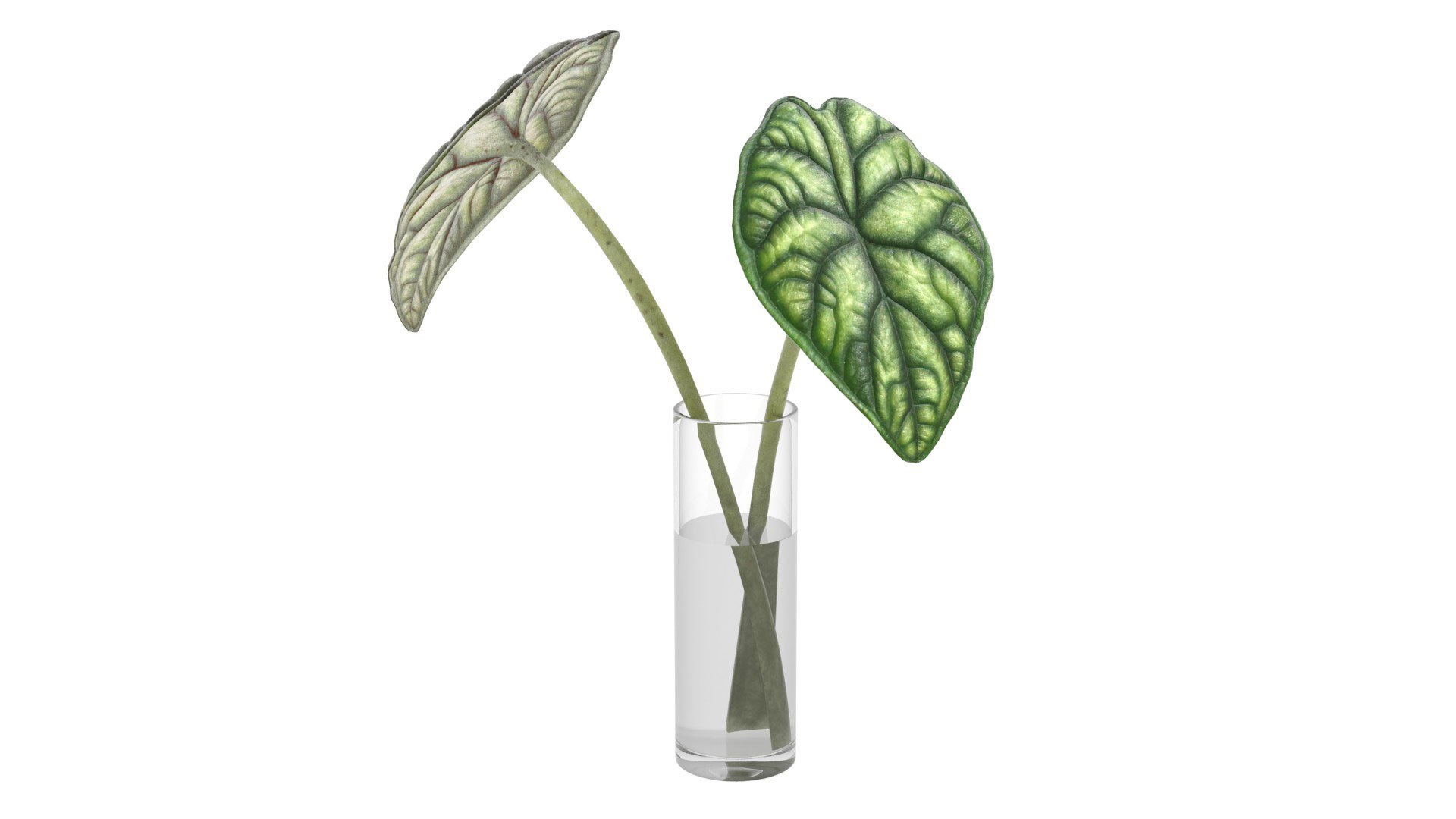 3D Alocasia leaves in glass https://p.turbosquid.com/ts-thumb/Cn/x0S4Wc/Pn/alok_preview02/jpg/1752353405/1920x1080/fit_q87/3a1a224be8774adbbf9b4d73a7ad8c437641e271/alok_preview02.jpg