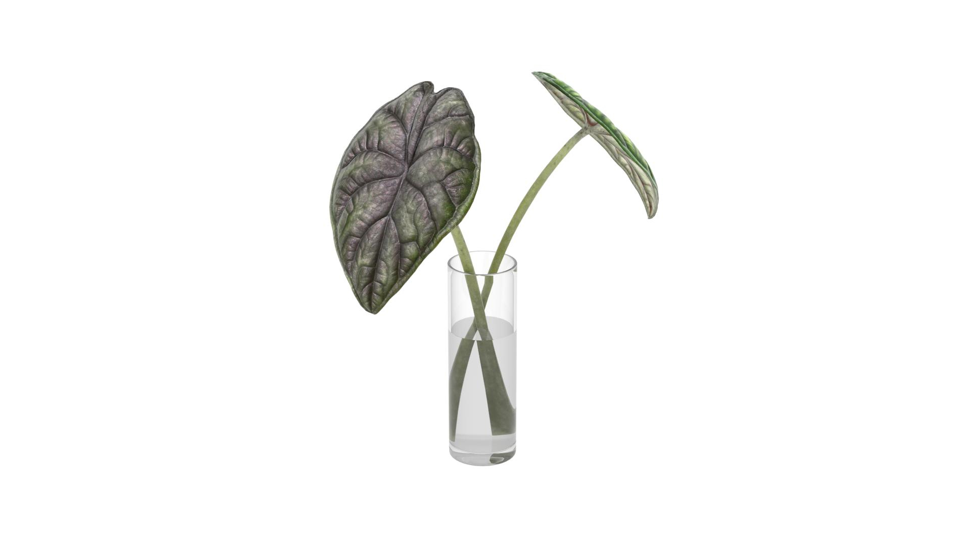 3D Alocasia leaves in glass https://p.turbosquid.com/ts-thumb/Cn/x0S4Wc/WB/alokturn/jpg/1752353449/1920x1080/turn_fit_q99/16bdeaac691ae31b3f58a778a504a7a16d65f06e/alokturn-1.jpg