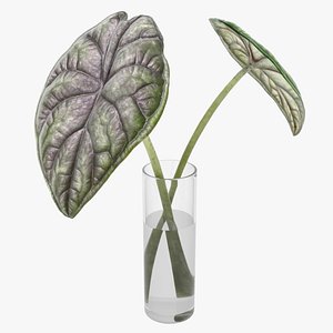 3D Alocasia leaves in glass