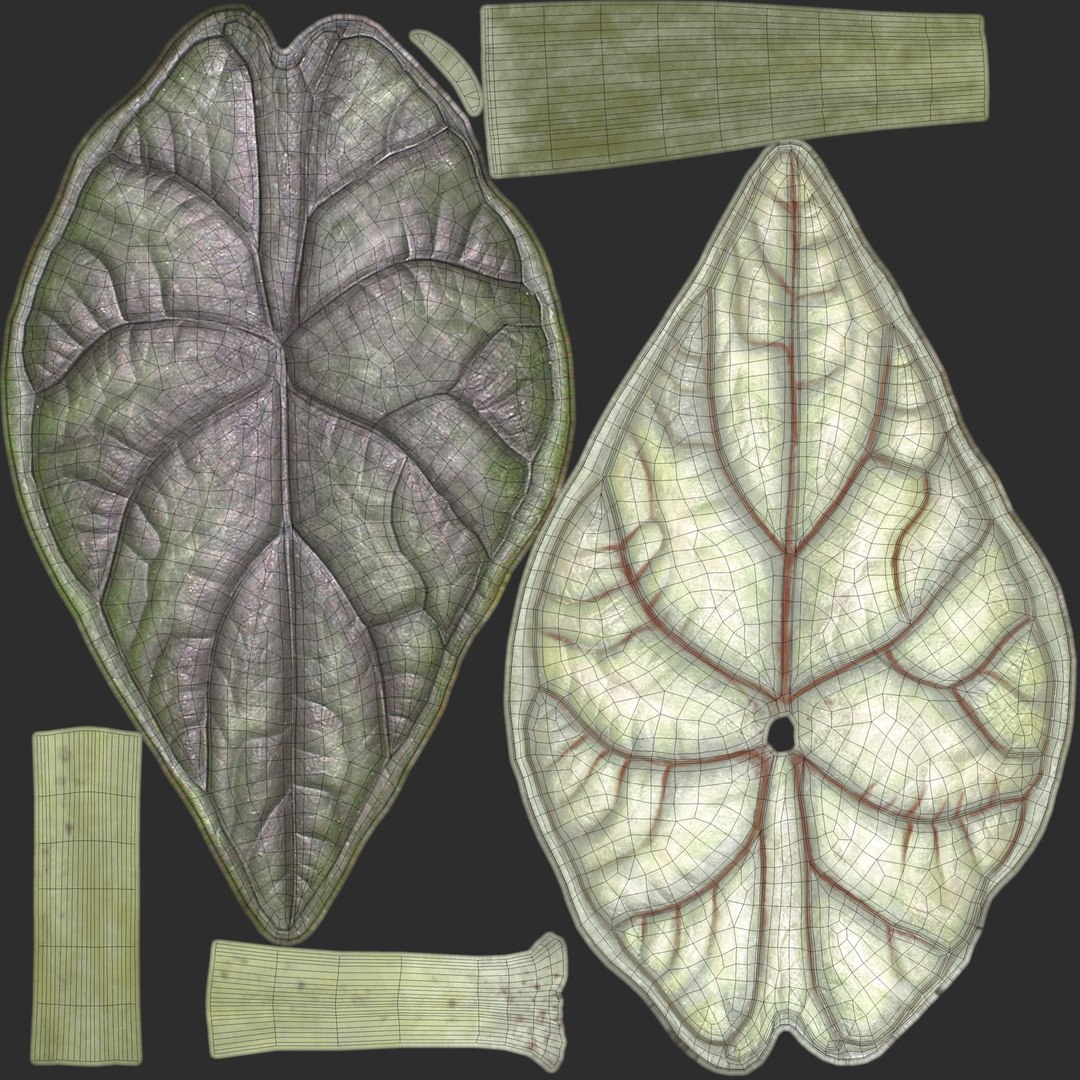3D Alocasia leaves in glass https://p.turbosquid.com/ts-thumb/Cn/x0S4Wc/kC/alok_preview07/jpg/1752353407/1920x1080/fit_q87/dd75de1adc1d7337ba039a8db1ccea98fc8c5192/alok_preview07.jpg