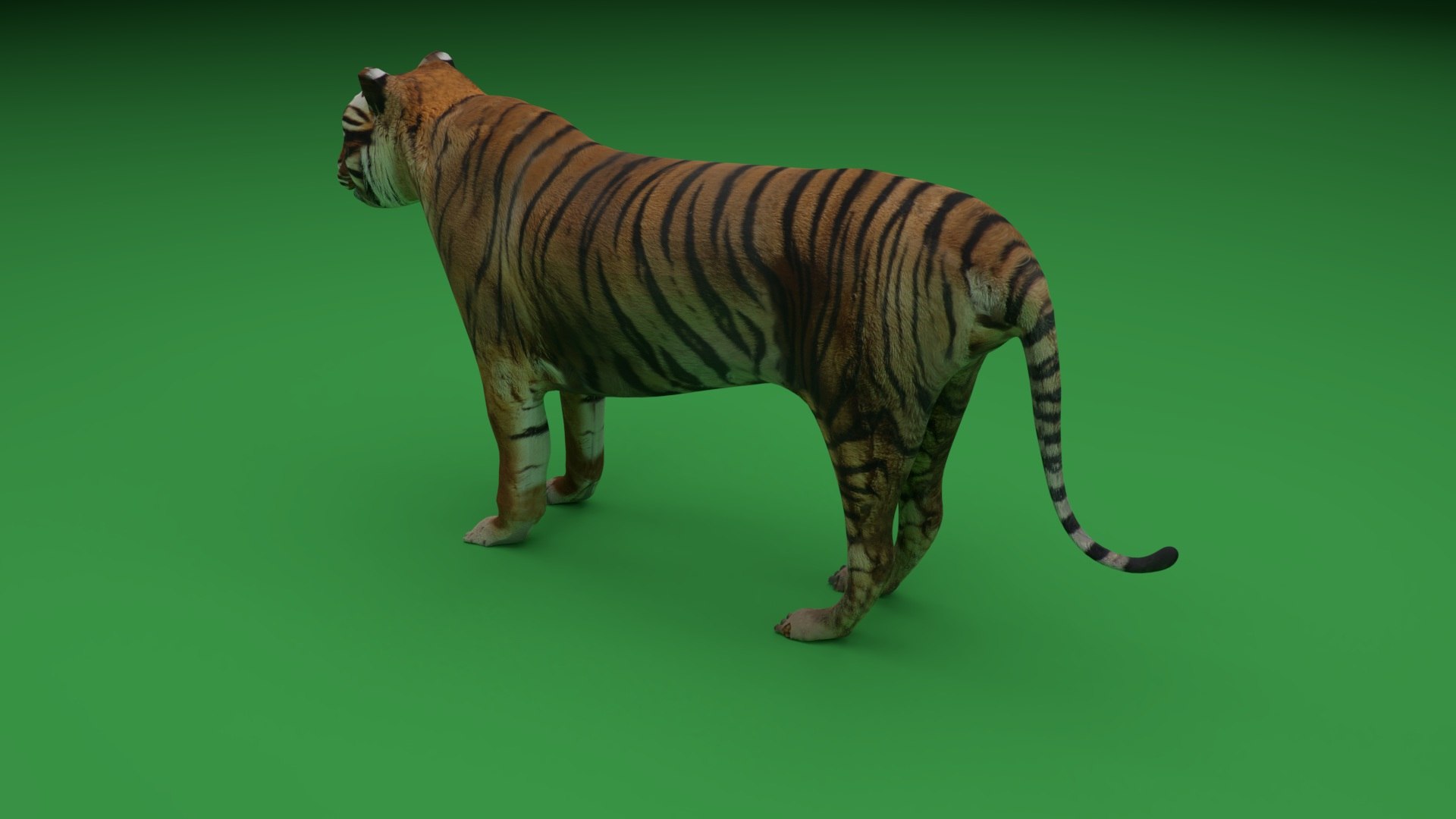 Tiger wildlife animal model - TurboSquid 1297187