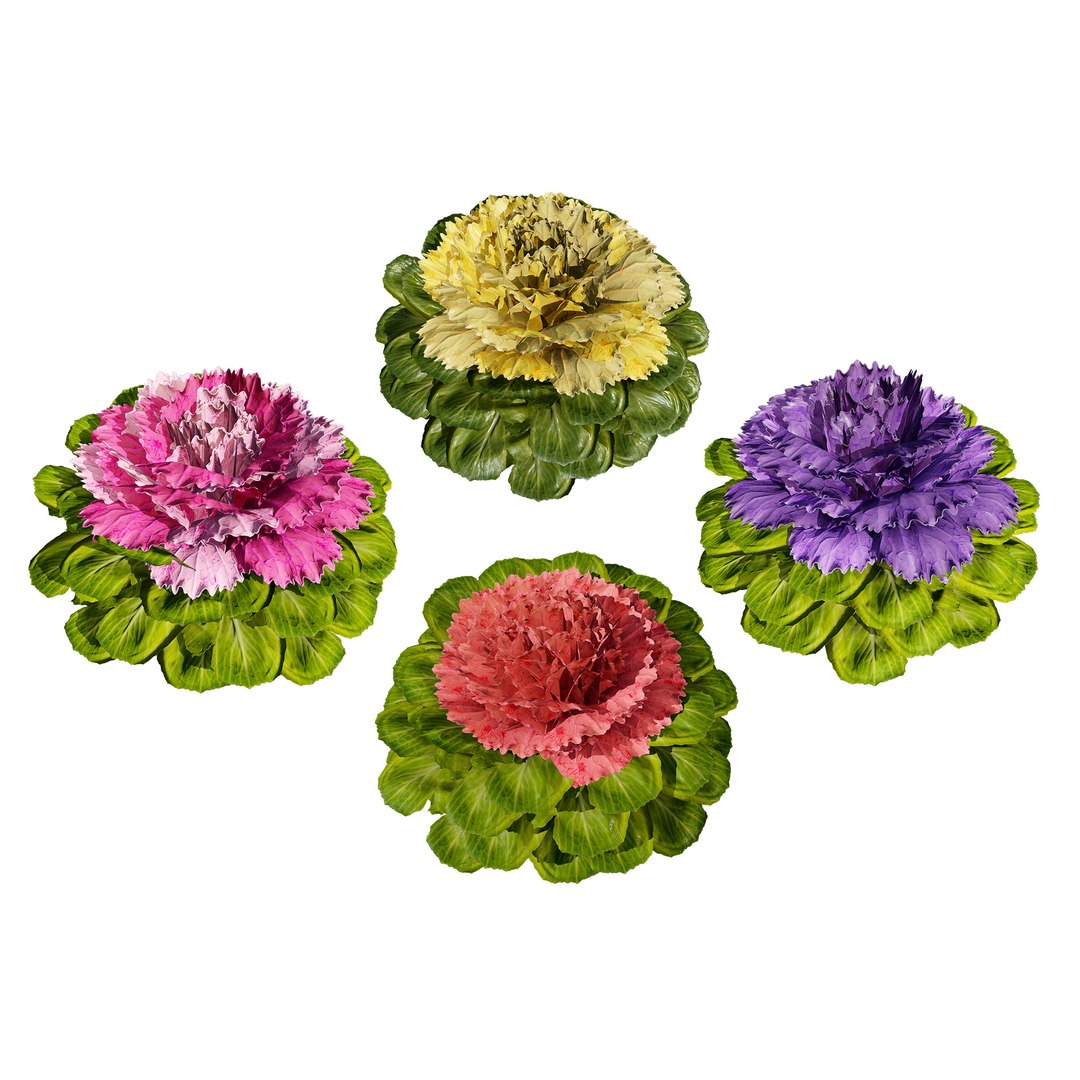 Realistic Cabbage Flowers 3D https://p.turbosquid.com/ts-thumb/Co/5Env9w/Bj/cover01/jpg/1722605229/1920x1080/fit_q87/3be6ccdc455b98e63c5f7035ff5a8564084f2a14/cover01.jpg