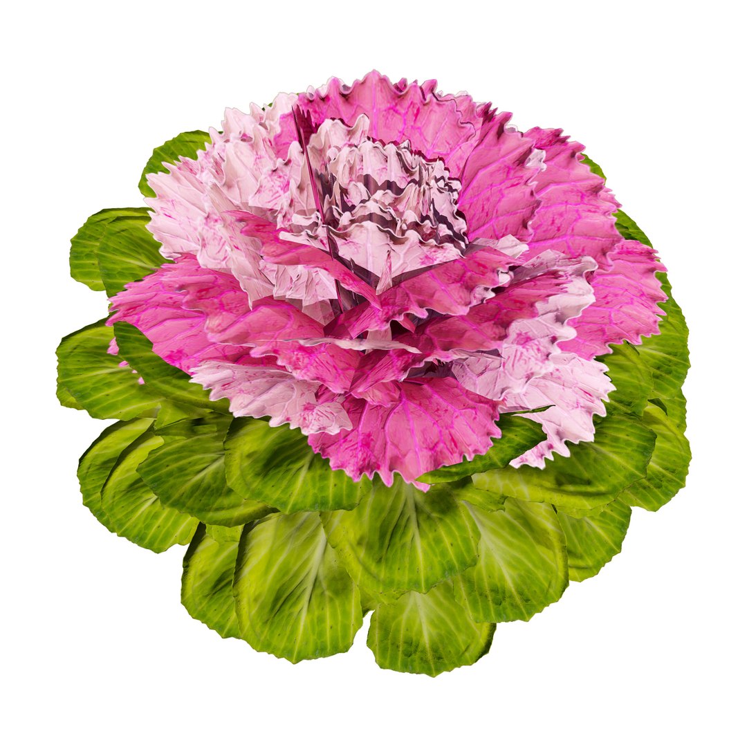 Realistic Cabbage Flowers 3D https://p.turbosquid.com/ts-thumb/Co/5Env9w/NX/cabbagepink07/jpg/1722605222/1920x1080/fit_q87/196460b373260ef1db76931d6cc209aebcb2ee72/cabbagepink07.jpg