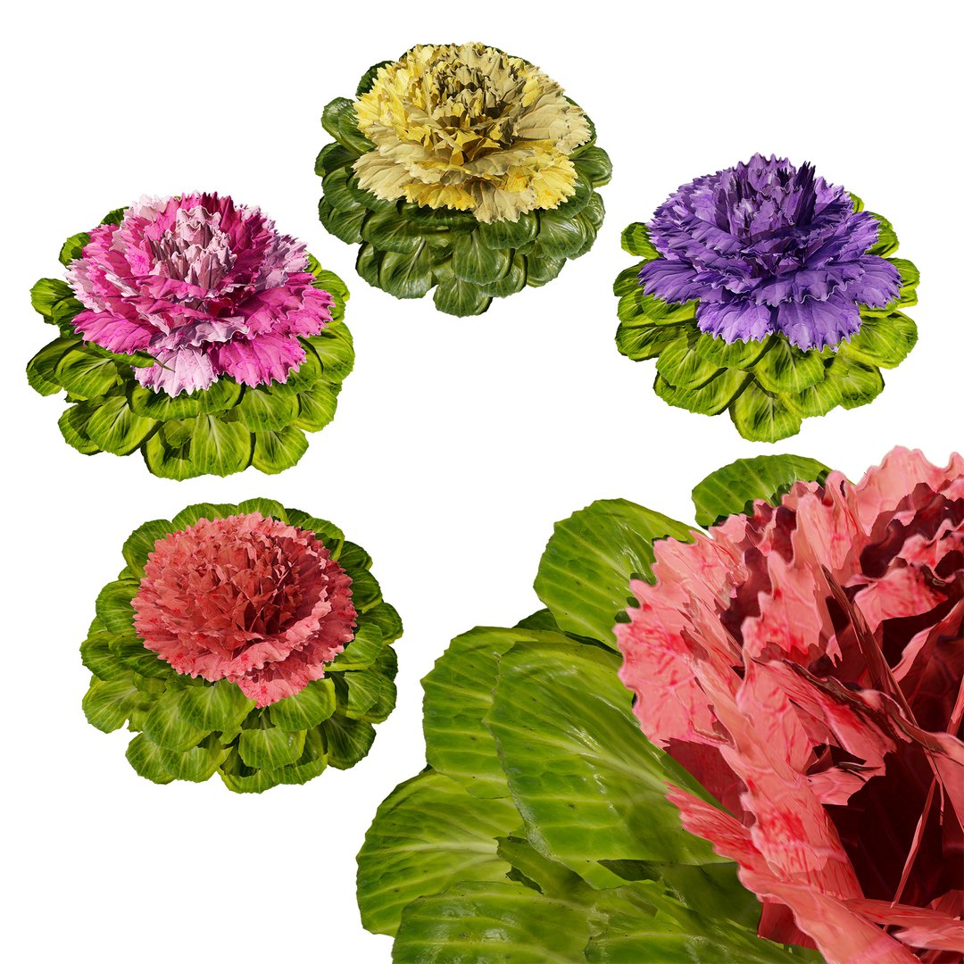 Realistic Cabbage Flowers 3D https://p.turbosquid.com/ts-thumb/Co/5Env9w/b3/cover0102/jpg/1722605227/1920x1080/fit_q87/9b57e8f4e61a599a4fbef8a3b5134cec953b5f0d/cover0102.jpg