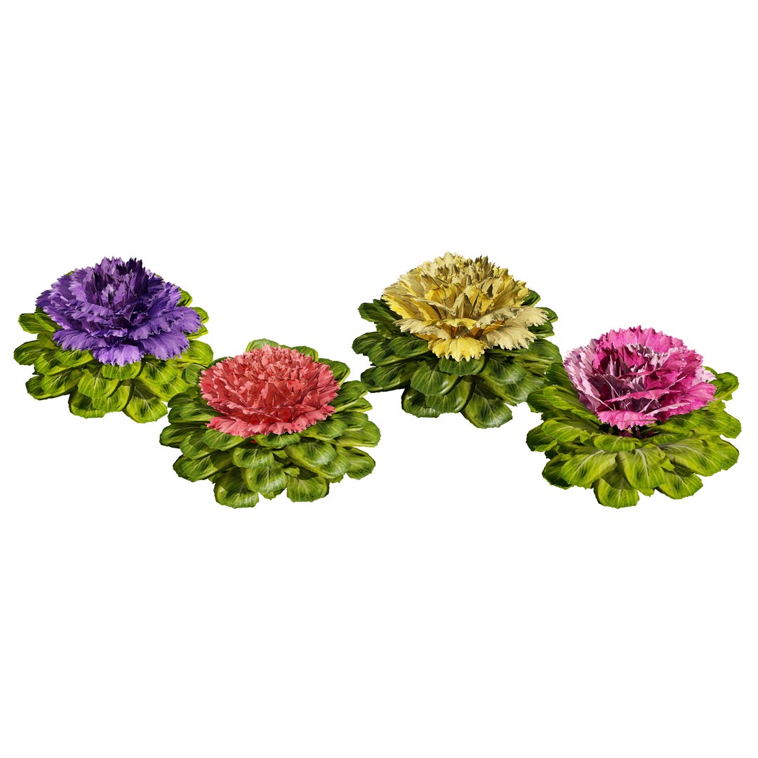 Realistic Cabbage Flowers 3D https://p.turbosquid.com/ts-thumb/Co/5Env9w/v1/cover02/jpg/1722605238/1920x1080/fit_q87/c506aa0160ded81de00f110ac453e7682d426b3b/cover02.jpg