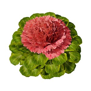 Realistic Cabbage Flowers 3D