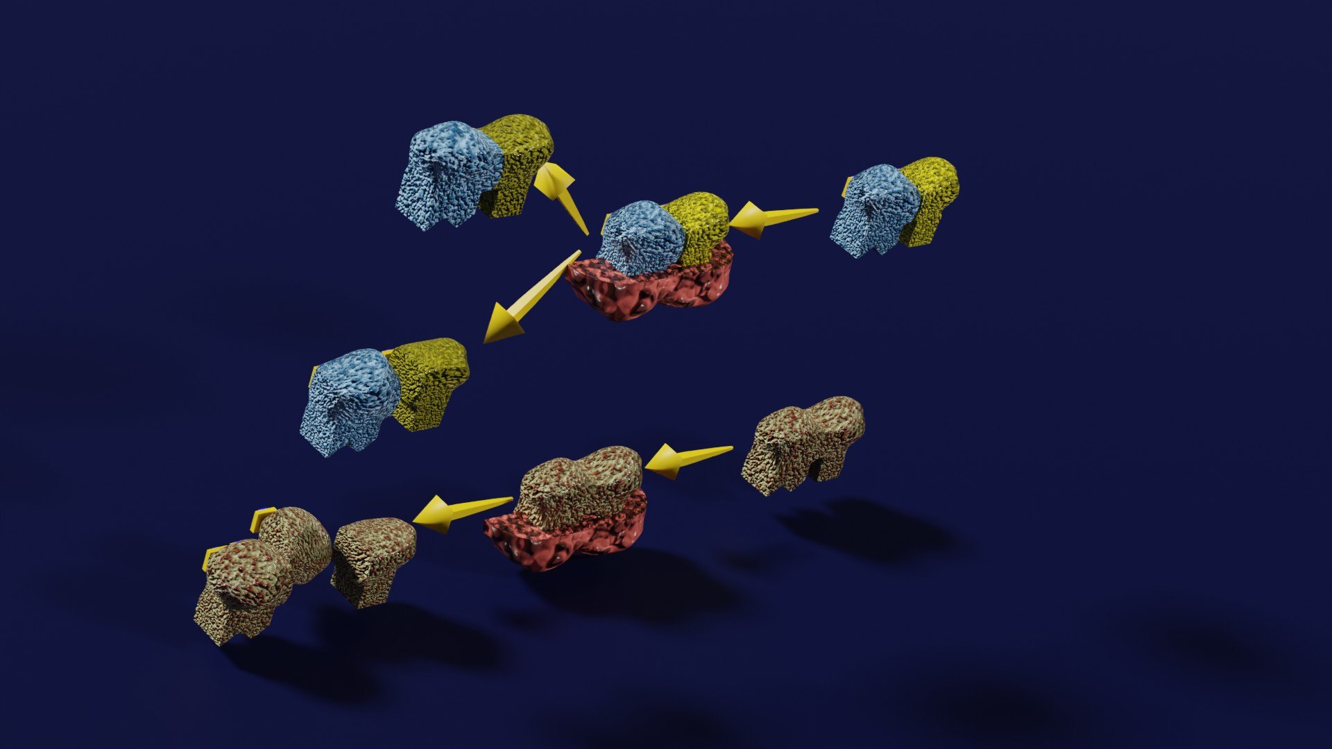 3D enzyme substrate reaction process https://p.turbosquid.com/ts-thumb/Co/6rLx2J/3e/z0006/jpg/1694965048/1920x1080/fit_q87/97e411ce838f180f5ed0cec4fd7b480f2030aca8/z0006.jpg