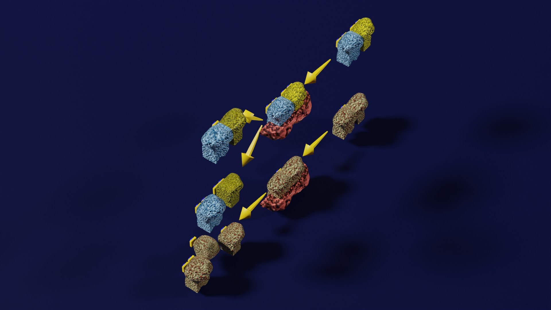 3D enzyme substrate reaction process https://p.turbosquid.com/ts-thumb/Co/6rLx2J/BE/z0005/jpg/1694965047/1920x1080/fit_q87/74afc3615360a14e6da7bec41291d231cef1ec48/z0005.jpg