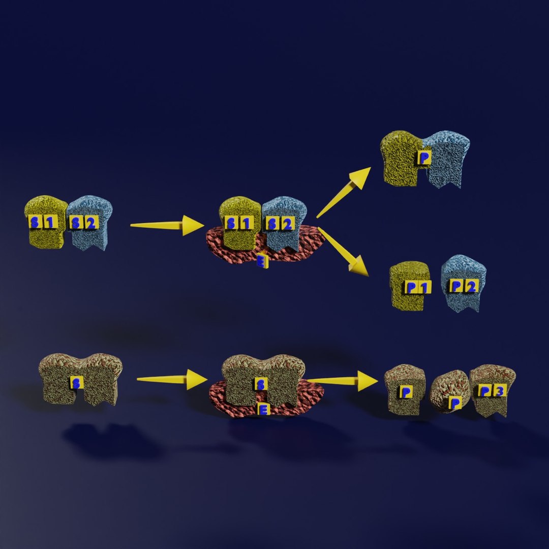 3D enzyme substrate reaction process https://p.turbosquid.com/ts-thumb/Co/6rLx2J/Ir/a0001/jpg/1694965044/1920x1080/fit_q87/8a3dfb0ac3daca349f0e23e6984603904b11a253/a0001.jpg