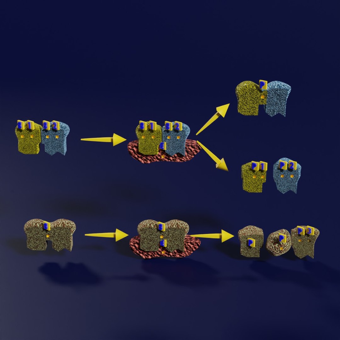 3D enzyme substrate reaction process https://p.turbosquid.com/ts-thumb/Co/6rLx2J/sz/aaa0001/jpg/1694965045/1920x1080/fit_q87/76202b8dea1e1d8befd7151e1304503010879ccf/aaa0001.jpg