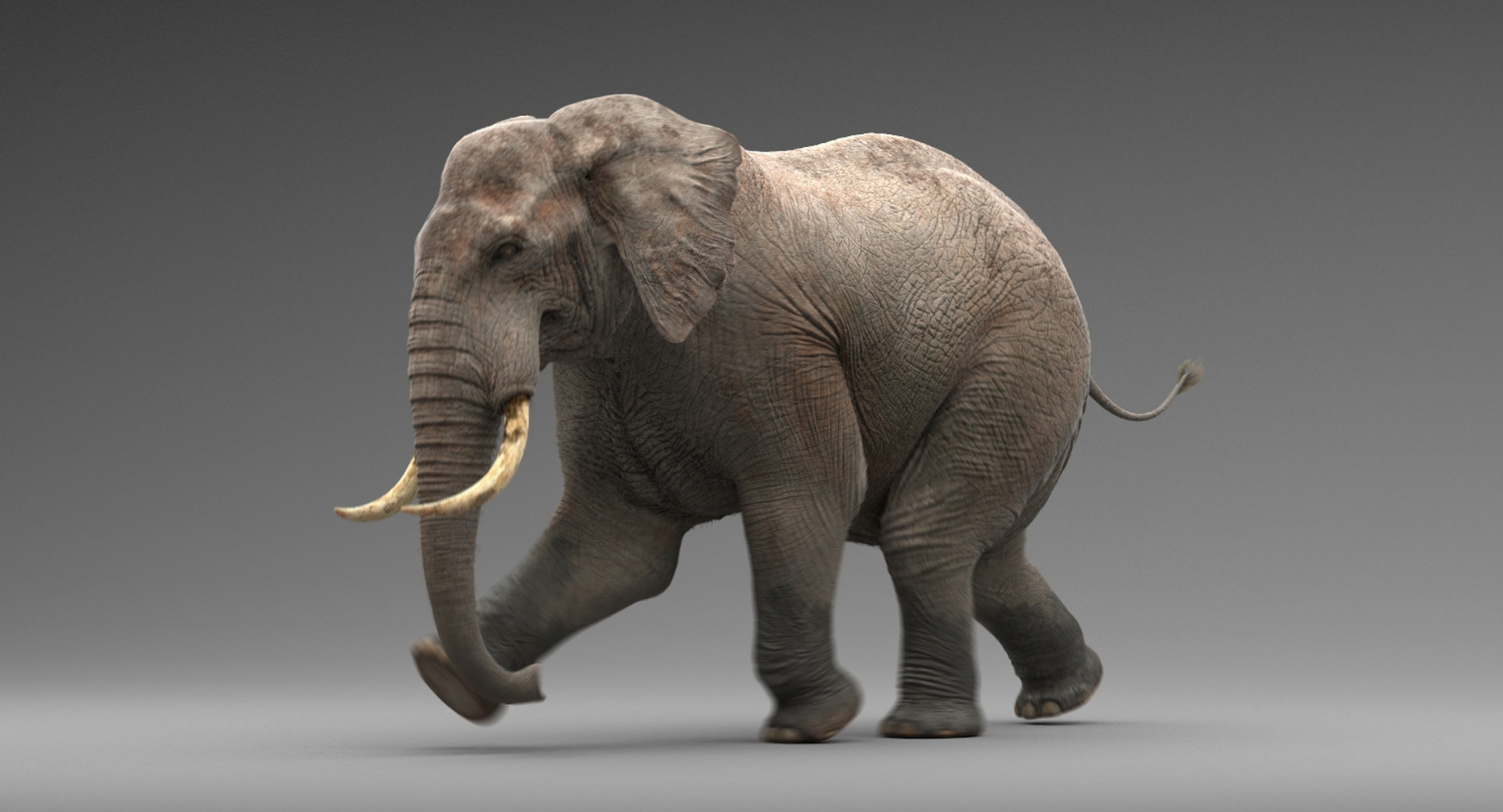 3d Model Elephant Rigging Animation