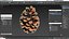 Opened Pine Cone