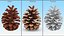 Opened Pine Cone