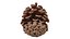 Opened Pine Cone