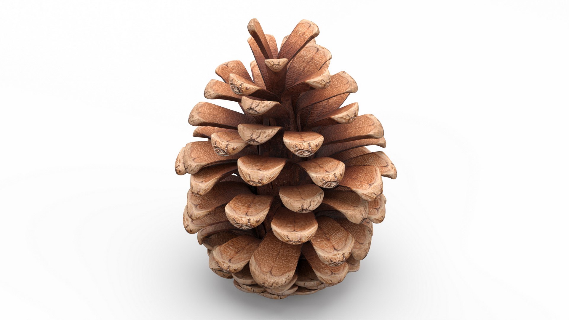 3D model Opened Pine Cone https://p.turbosquid.com/ts-thumb/Co/P9YJhG/OT/openedpineconec4dmodel007/jpg/1664206035/1920x1080/fit_q87/62309b3129d1fbd2171aed0a1556221321cc2639/openedpineconec4dmodel007.jpg