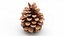 Opened Pine Cone