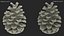 Opened Pine Cone