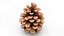 Opened Pine Cone