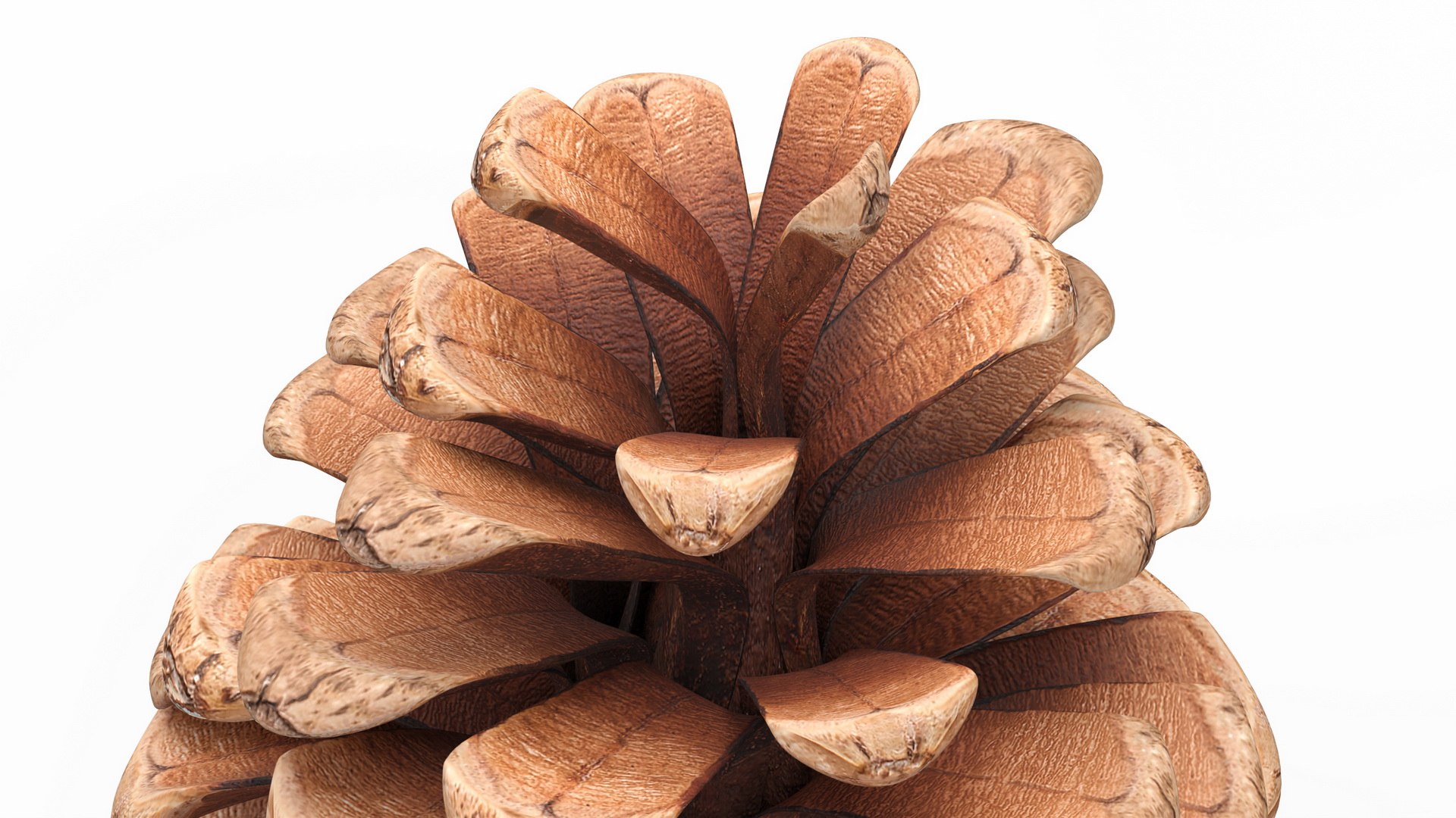 3D model Opened Pine Cone https://p.turbosquid.com/ts-thumb/Co/P9YJhG/cI/openedpineconec4dmodel011/jpg/1664206046/1920x1080/fit_q87/3d1a927046de733ce715dc9c6c85bbf8c9244ca0/openedpineconec4dmodel011.jpg