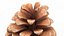 Opened Pine Cone