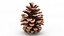 Opened Pine Cone