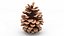 Opened Pine Cone