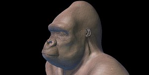 3D model gorila