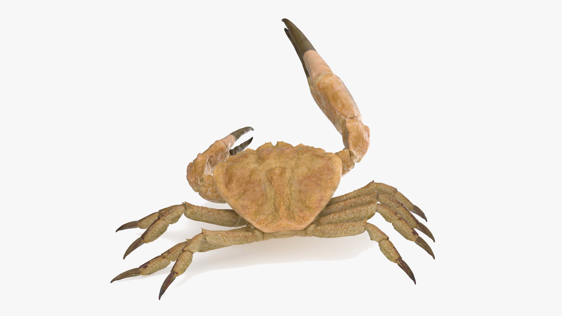 Deepwater Giant Crab Rigged For Cinema 4D 3D - TurboSquid 2191844