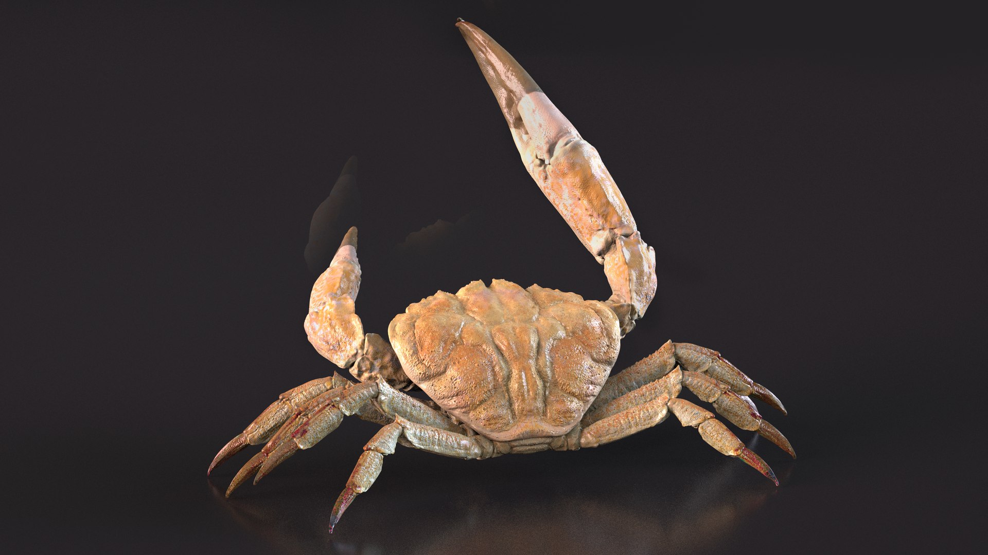 Deepwater Giant Crab Rigged For Cinema 4D 3D - TurboSquid 2191844