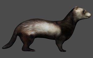 Realistic fully rigged low polygon ferret