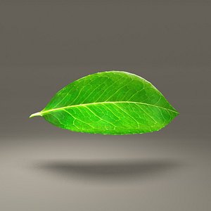 Green Leaf