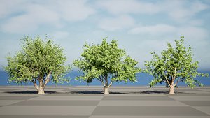 High-Detail Gnarled Argan Tree 3D Asset 3D model