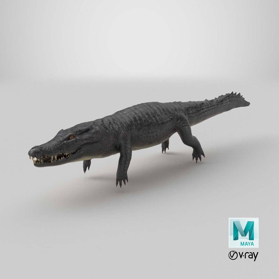 Black Caiman 3D model https://p.turbosquid.com/ts-thumb/Cp/mB5GhR/F5/stemcell_maya_vray_render/png/1711967602/1920x1080/fit_q87/753875a969a6375b930732ecb6483f48ee8d5153/stemcell_maya_vray_render.jpg