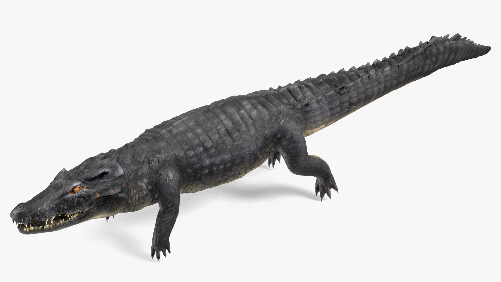 Black Caiman 3D model https://p.turbosquid.com/ts-thumb/Cp/mB5GhR/Hv/blackcaiman3dsmodel013/jpg/1710367975/1920x1080/fit_q87/e0fb53ddf9005fc34ea97c3a4ccb0206020ba8c4/blackcaiman3dsmodel013.jpg